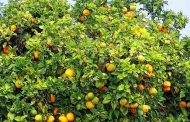 ¿Qué es la Naranja agria o amarga?