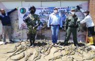 En vías de Cesar decomisaron 107 iguanas