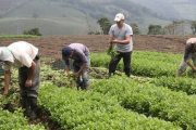Inició primera etapa de la convocatoria para Alianzas Productivas 2020