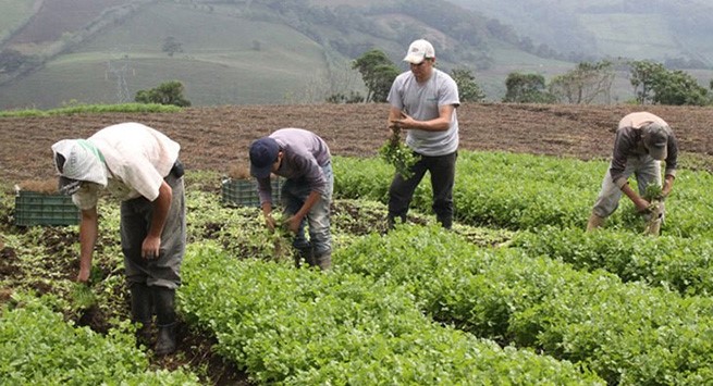 Inició primera etapa de la convocatoria para Alianzas Productivas 2020