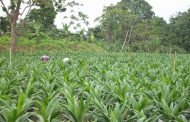 Areandina liderará este viernes mesa de trabajo sobre el futuro del sector agro en el Cesar