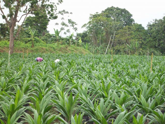 Areandina liderará este viernes mesa de trabajo sobre el futuro del sector agro en el Cesar
