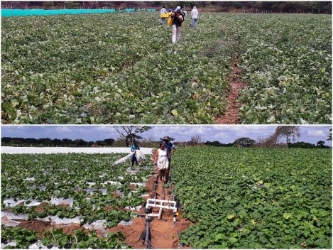 Producción de melón en Maicao y Albania sigue adelante con el apoyo del ICA