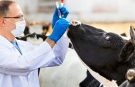 El ICA recomienda hacer buen uso de los medicamentos veterinarios