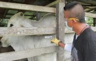 En vacunación antiaftosa se debe cumplir protocolo para Covid-19