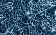 ¿Existen pruebas para diagnosticar el herpes genital?