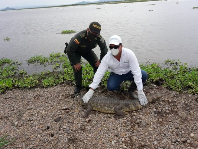 Babilla que fue rescatada por la Policía en Chimichagua, fue liberada en el río Cesar
