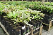 Hasta el 12 de junio en consulta pública proyecto de resolución Licencia Fitosanitaria