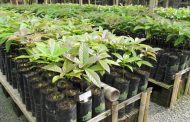 Hasta el 12 de junio en consulta pública proyecto de resolución Licencia Fitosanitaria