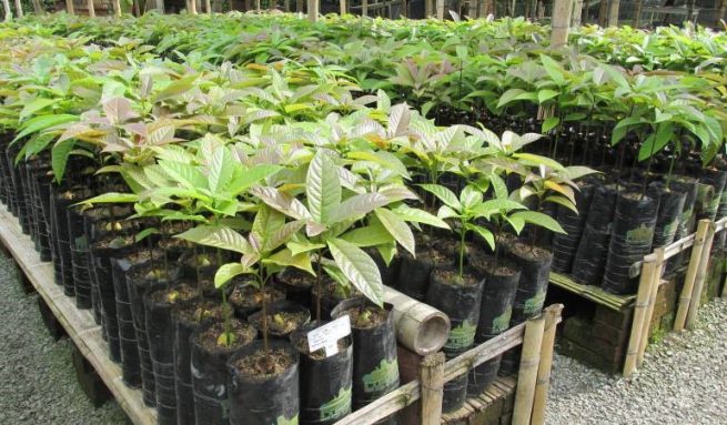 Hasta el 12 de junio en consulta pública proyecto de resolución Licencia Fitosanitaria