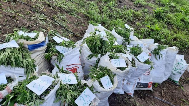 El Ejército halló en La Guajira cerca de tonelada y media de marihuana