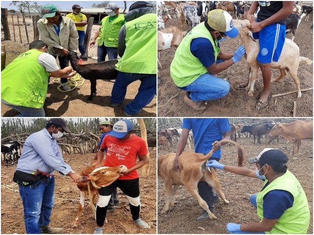 El ICA realizó toma de muestras a animales en predios de comunidades indígenas Wayuu