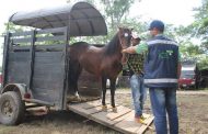 Estos son los requisitos para movilizar equinos en Colombia