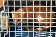 Liberadas varias especies en área de Besotes