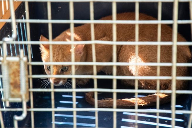 Liberadas varias especies en área de Besotes
