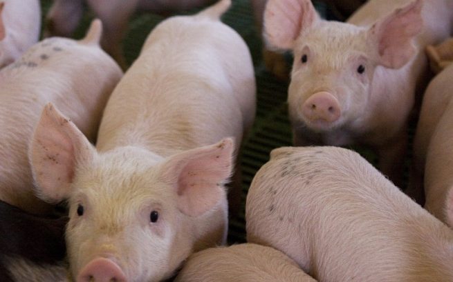 Se alista norma para controlar la peste porcina clásica en cerdos miniatura