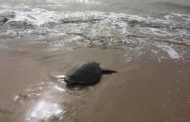 Liberadas dos tortugas marinas en Manaure (La Guajira)