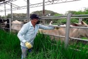 5,1 millones de bovinos contra la fiebre aftosa se han vacunado en Colombia