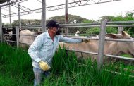5,1 millones de bovinos contra la fiebre aftosa se han vacunado en Colombia