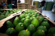 Aguacate hass colombiano llegó a China y sigue aumentando las exportaciones en 2020 por encima de 25 % en valor y volumen