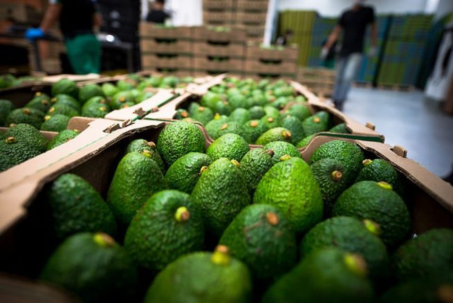 Aguacate hass colombiano llegó a China y sigue aumentando las exportaciones en 2020 por encima de 25 % en valor y volumen