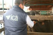 En consulta pública proyecto de resolución para la manipulación y verificación del virus de la fiebre aftosa