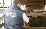En consulta pública proyecto de resolución para la manipulación y verificación del virus de la fiebre aftosa