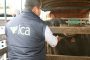 En consulta pública proyecto de resolución para la manipulación y verificación del virus de la fiebre aftosa