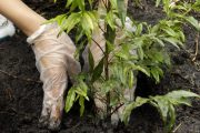 De $ 5 a $ 10 millones recibirán Organizaciones de Acción Comunal que siembren más plantas en sus territorios