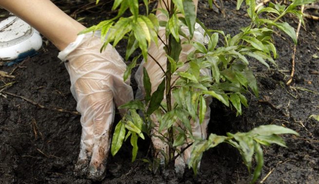 De $ 5 a $ 10 millones recibirán Organizaciones de Acción Comunal que siembren más plantas en sus territorios