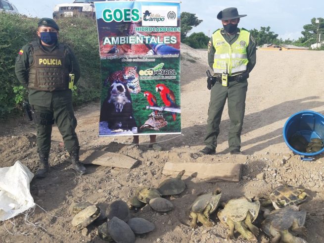 Liberadas 18 tortugas que fueron incautadas por la Policía en zona rural de Aguachica