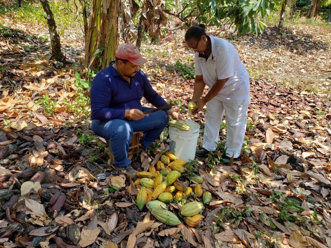 Venta de cacao Premium a la Compañía Nacional de Chocolates, el emprendimiento de mujer que recuperó su predio