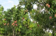 Los viveros y cultivos frutales del Cesar, con vigilancia del ICA