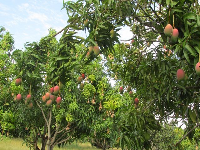 Los viveros y cultivos frutales del Cesar, con vigilancia del ICA