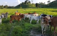 El ICA socializa resolución que fija los requisitos para la certificación de predios en Buenas Prácticas Ganaderas