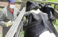 En Colombia han vacunado 27,3 millones de animales contra la fiebre aftosa