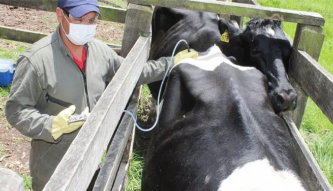 En Colombia han vacunado 27,3 millones de animales contra la fiebre aftosa