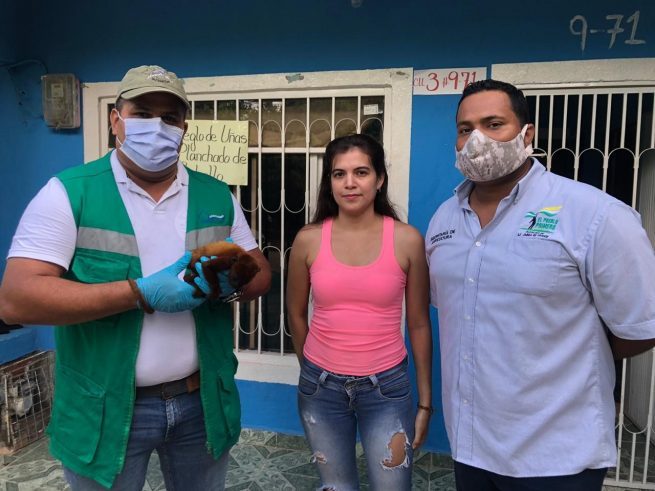 Habitante de La Jagua de Ibirico entregó voluntariamente un mono aullador a Corpocesar