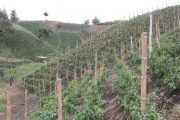 En consulta pública proyecto de resolución para las personas poseedoras de especies no tradicionales