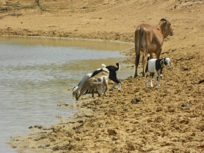 Agrosavia participa en la mesa regional de Ganadería Sostenible para el Caribe Seco