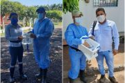 En el Cesar, red de trampeo para hacerle frente al picudo de la palma