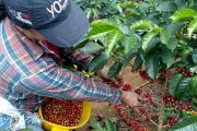 En pico de pandemia, cafeteros colombianos se alistan para recoger la segunda y mayor cosecha del año