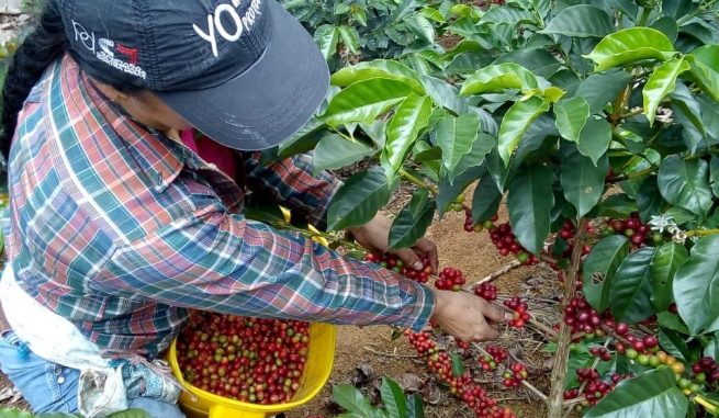 En pico de pandemia, cafeteros colombianos se alistan para recoger la segunda y mayor cosecha del año