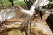 Al Centro de Fauna de Corpocesar, trasladaron un Garzón Soldado