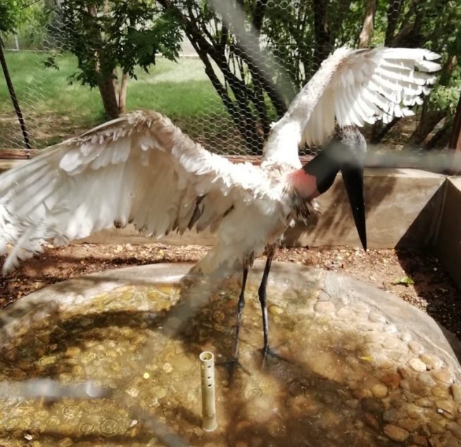 Al Centro de Fauna de Corpocesar, trasladaron un Garzón Soldado