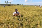 Departamentos de Colombia recibirán 14 toneladas de semillas biofortificadas