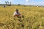 Departamentos de Colombia recibirán 14 toneladas de semillas biofortificadas