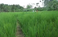 Pequeños y medianos productores de comunidades negras, afrocolombianas, raizales y palenqueras tienen línea especial de crédito