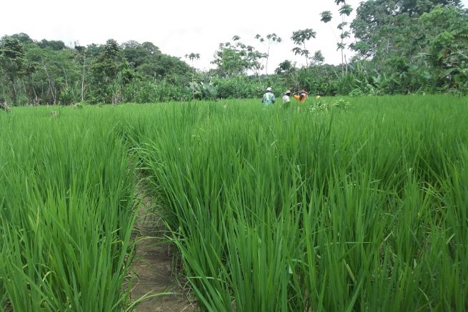Pequeños y medianos productores de comunidades negras, afrocolombianas, raizales y palenqueras tienen línea especial de crédito