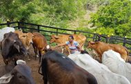 Proyecto ganadero de mujer restituida es ejemplo de sostenibilidad económica en El Copey, Cesar